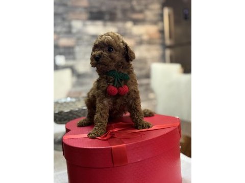 Toy poodle yavrusu tarçın rengi ve 2 kilo kalıyor