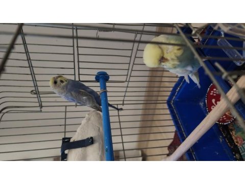 Show jumbo rainbow muhabbet kuşu