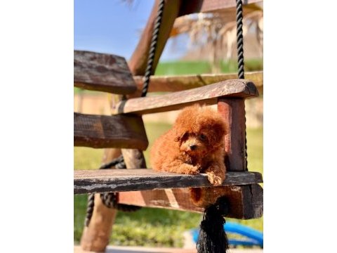 Wc eğitimli toy poodle yavruları 