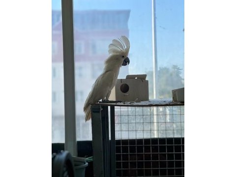 6 yaşında erkek kakadu papağanı