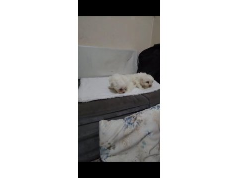 Maltese yavrular