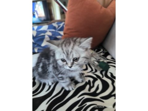 İran persian