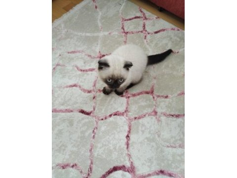 Scottish fold kedimiz duman yeni sahiplerini arıyor
