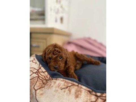 Red poodle yavrularımız