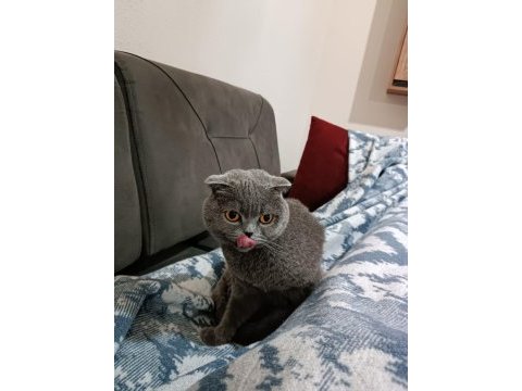 1.5 yaşında scottish fold
