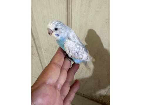 Son iki günde yeme düşen muhabbet bebeklerim