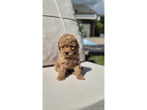 Eşsiz bir poodle deneyim için bizi aramadan karar vermeyn