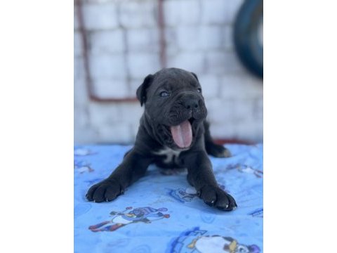 A şecereli cane corso yavrular