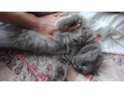 British longhair kedimizi çok uyguna vereceğiz acil