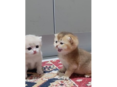 Koca ayı surat boncuk gözler british shorthair yavrular