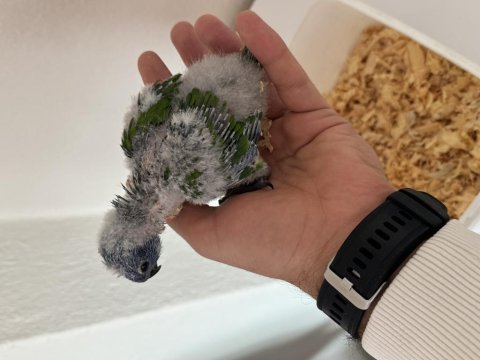 El besleme bebek gökkuşağı lori bebeklerimiz