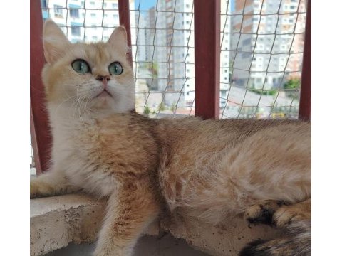 British shorthair ny11 dişi 1.5 yaşında kedimiz