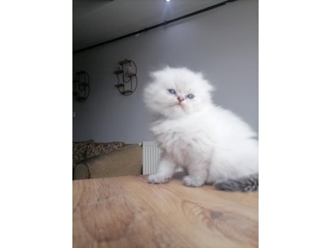 2 aylık scottish fold tosuna yeni yuva arıyoruz