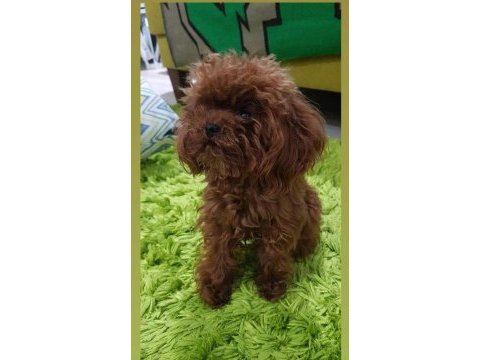 Sevgi ile büyütülen teacup ve toy poodle bebeklerimiz