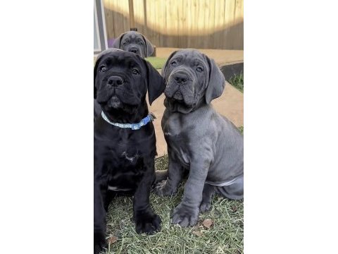 Cane corso köpeğimiz için ulaşın