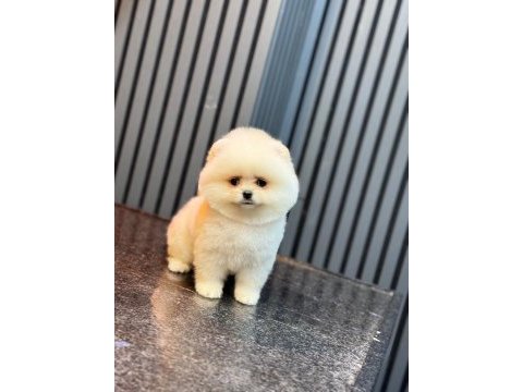 Pomeranian boo yavrularım