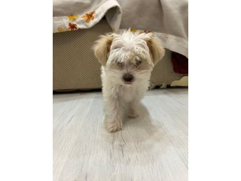 Muhteşem güzellikte maltipoo yavrularımız