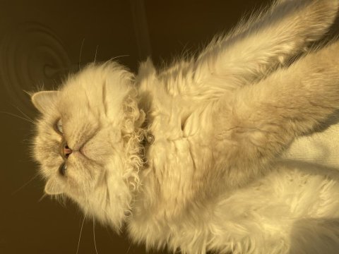 British longhair erkek