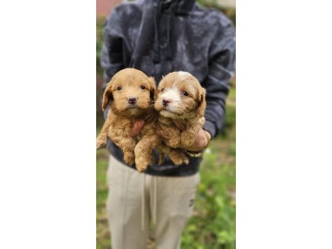 Irk garantili maltipoo yavrularımız hazır