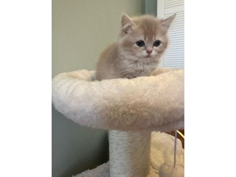 Top kafa a kalite british shorthair yavrular