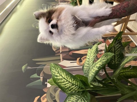 En sevimli pomeranian