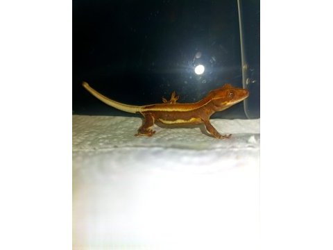 Lily white crested gecko