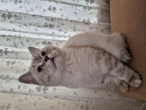 British shorthair cinsi oğlumuza yeni yuva arıyoruz