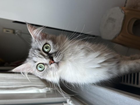 İran kedisi iki yaşında