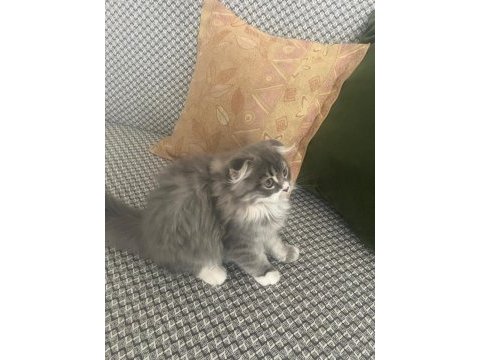 British longhair