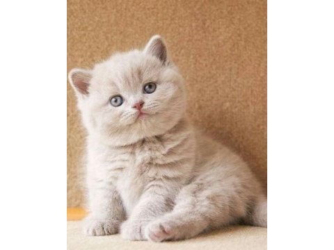 Dik kulak british shorthair bebekler