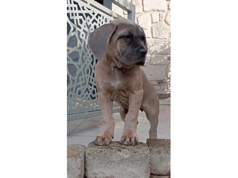 Saf kan mükemmel cane corso yavrular
