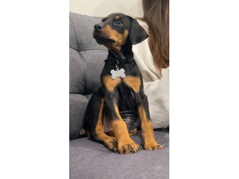 Kaliteli insanın kaliteli köpeği olur
