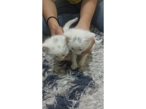 Sevecen british shorthair