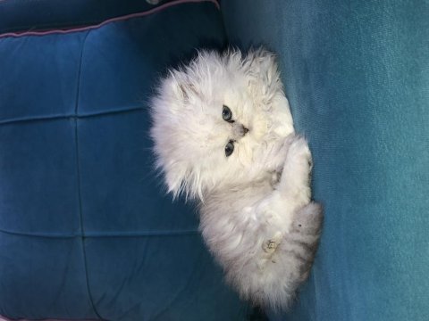 British longhair kedilerimiz 45 günlük