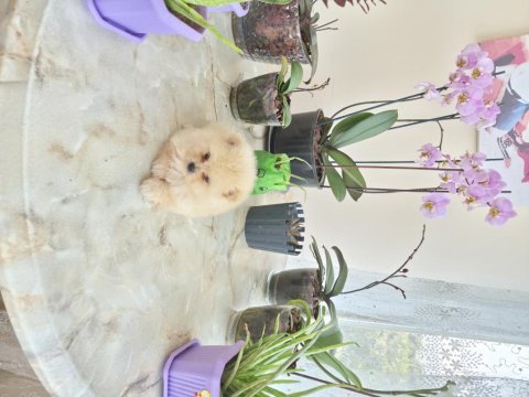 Pomeranian boo yavrular