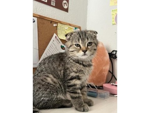 Scottish fold yavru kedimiz