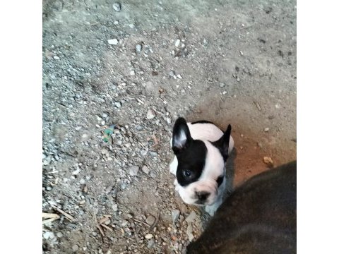 İlgilenen arkadaşlara french bulldog