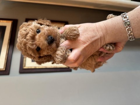Apricot toy poodle yavrularımız