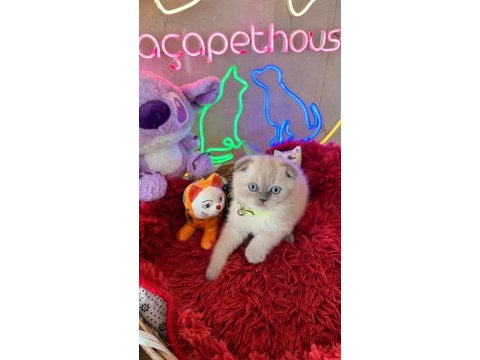 Scottish fold ayı suratlı son derece safkan