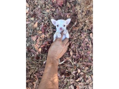 0 ve 1 numara chihuahua bebeklerim gelmiştir