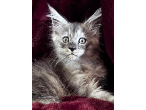 Türkiyenin tek tescilli şampiyonundan maine coon