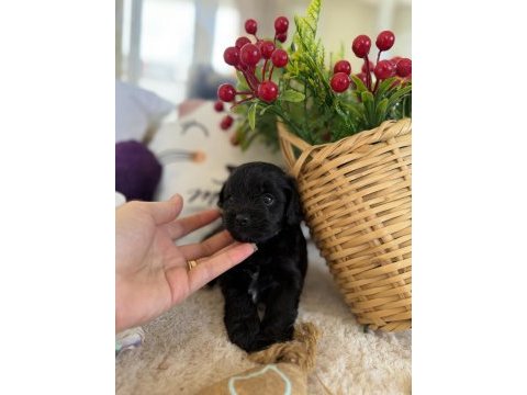 Nadir bulunan siyah poodle