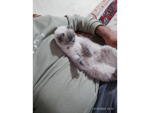 Sevimli scottish fold kedimiz pamuk