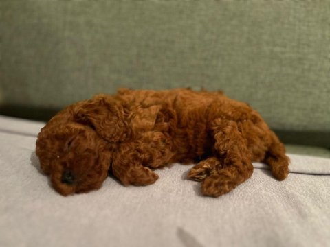 Red brown toy poodle safkan şecereli