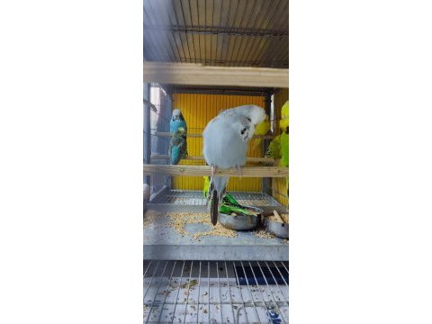 Şov jumbo muhabbet kuşu