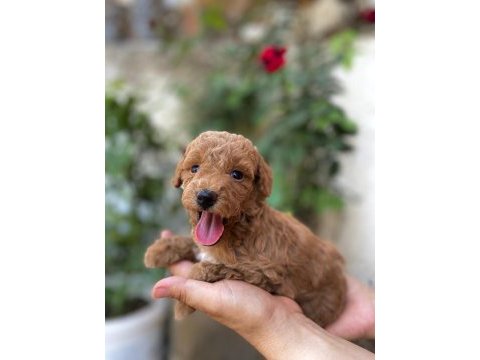 Minyatür toy poodle bebekler
