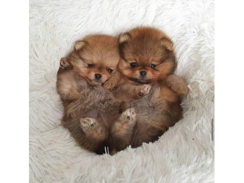 Yavru pomeranian köpeğimiz