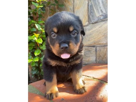 A kalite rottweiler yavruları