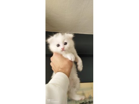 Scottish fold yavrular