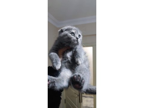 British shorthair ve scottish fold yavrularımız